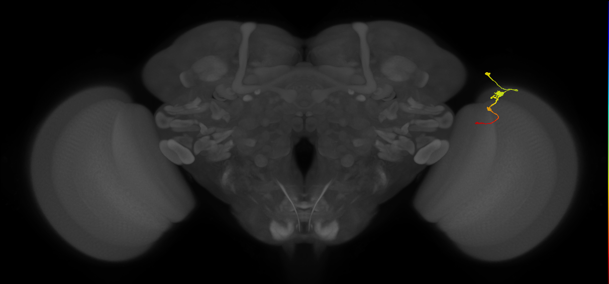 Tm2_R (MaleCNS:67768)