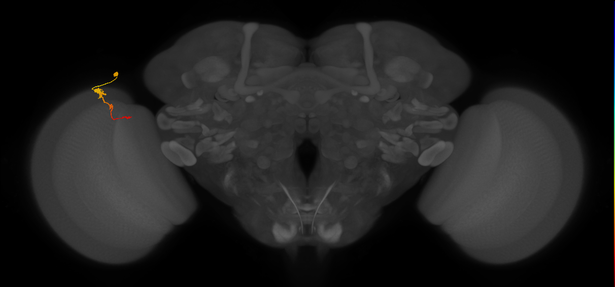 Tm2_L (MaleCNS:72440)