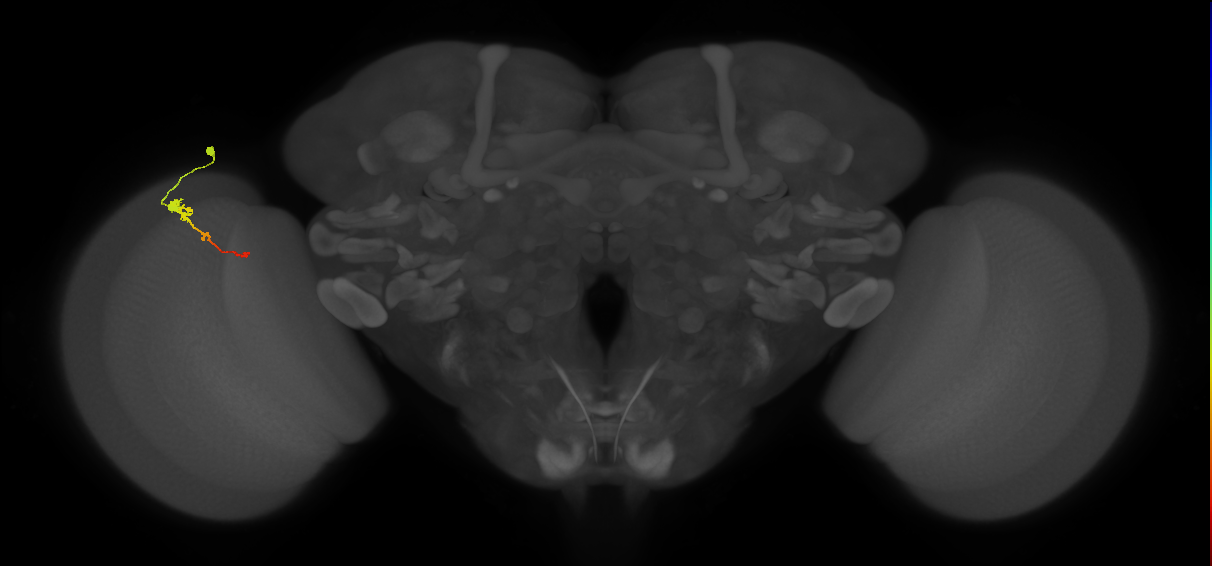 Tm2_L (MaleCNS:64415)