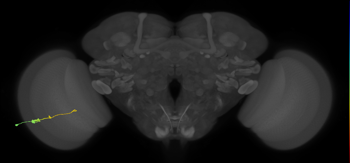 Tm2_L (MaleCNS:46365)