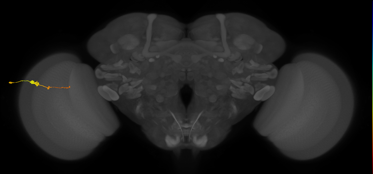 Tm2_L (MaleCNS:43724)