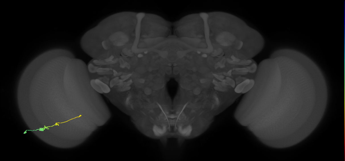 Tm2_L (MaleCNS:530742)