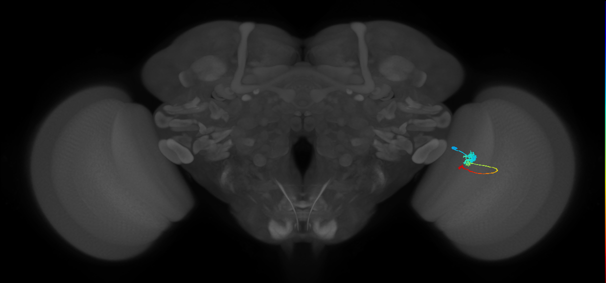 Tm2_R (MaleCNS:50950)