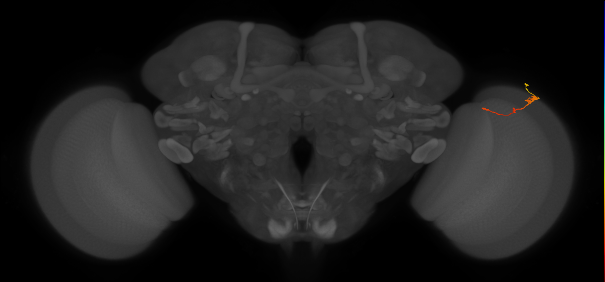Tm2_R (MaleCNS:64705)