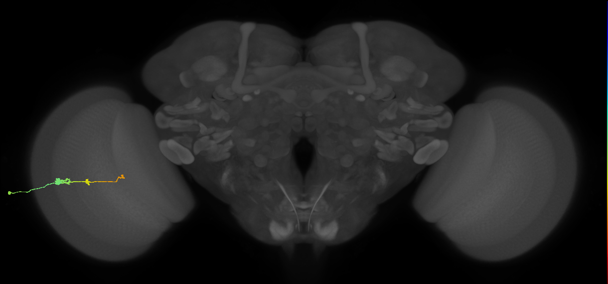 Tm2_L (MaleCNS:57593)
