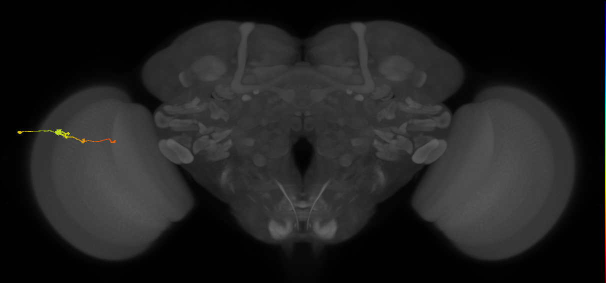 Tm2_L (MaleCNS:63565)