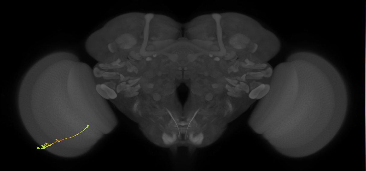 Tm2_L (MaleCNS:59792)