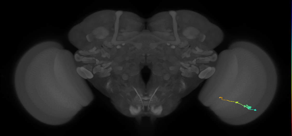 Tm2_R (MaleCNS:51039)