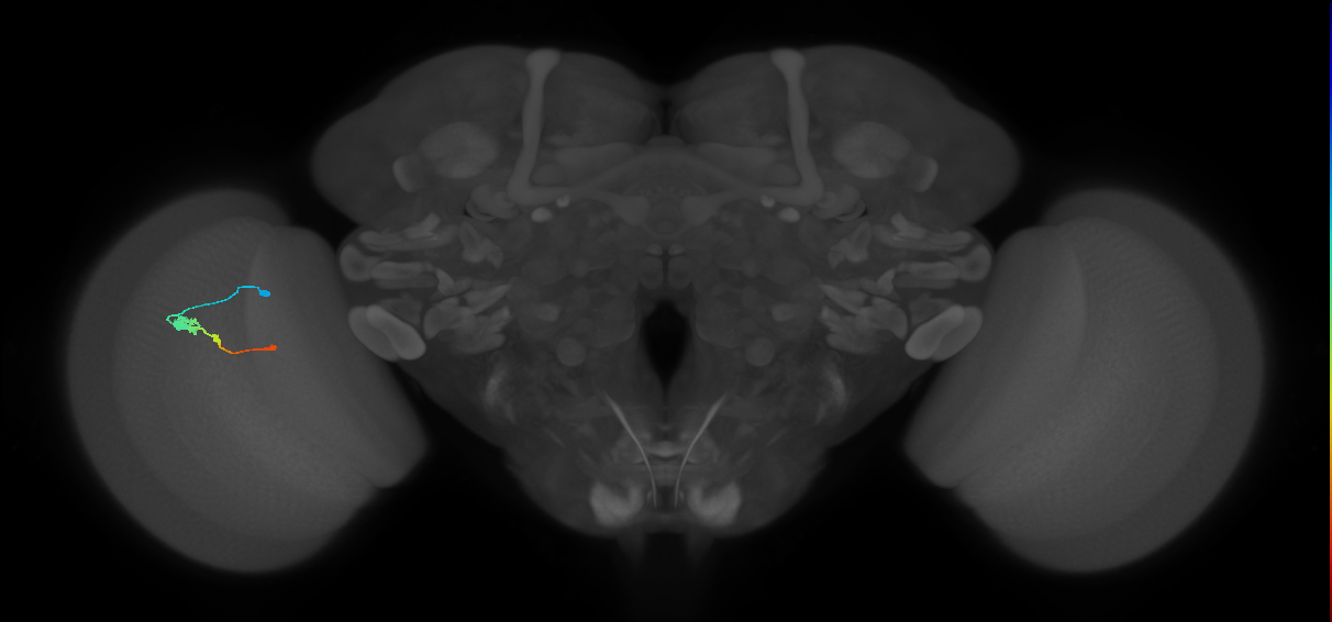 Tm2_L (MaleCNS:534815)