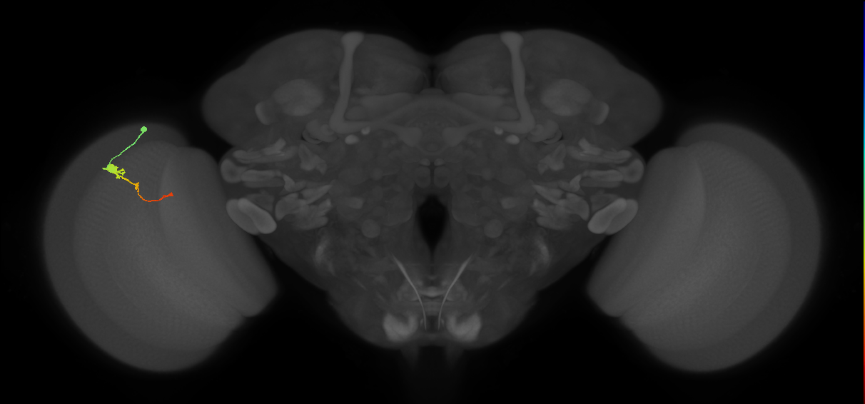Tm2_L (MaleCNS:517646)