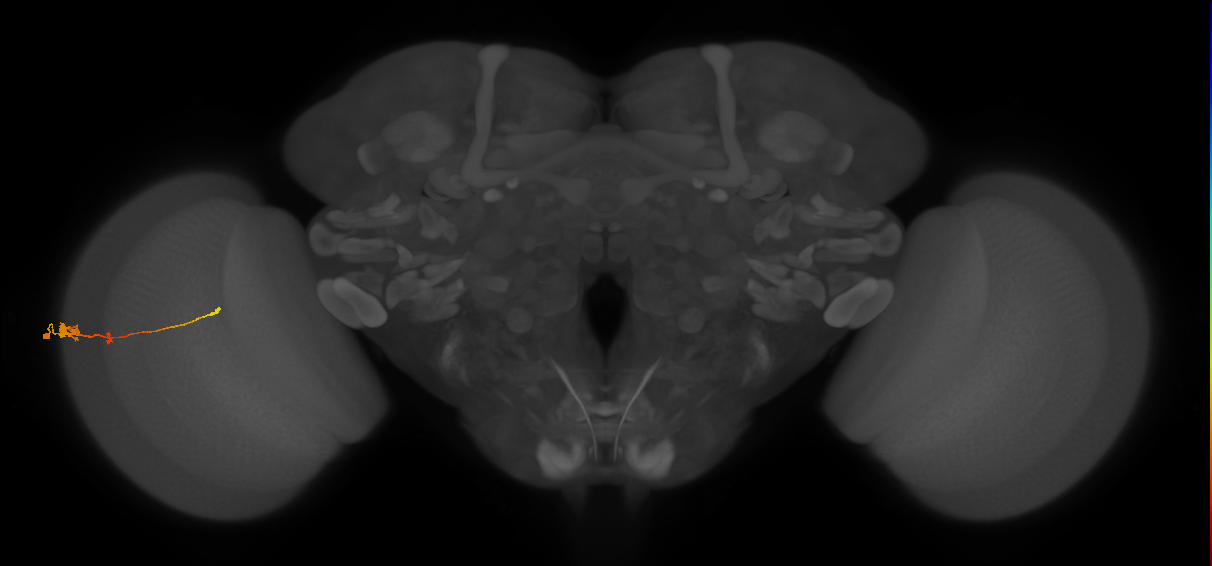 Tm2_L (MaleCNS:526195)