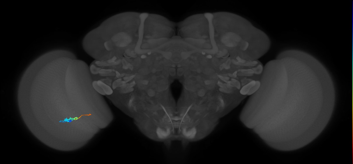 Tm2_L (MaleCNS:42522)