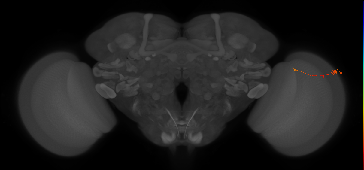 Tm2_R (MaleCNS:92239)