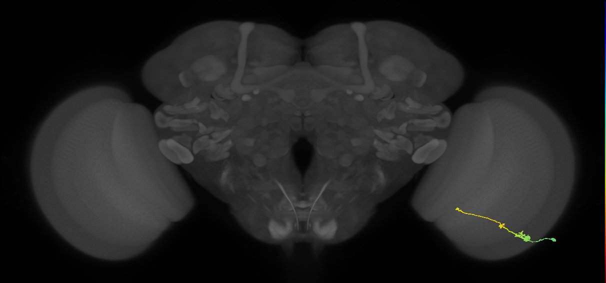Tm2_R (MaleCNS:46914)