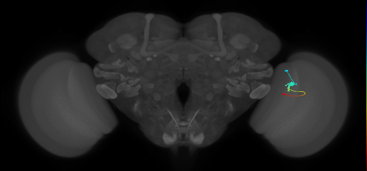 Tm2_R (MaleCNS:35079)