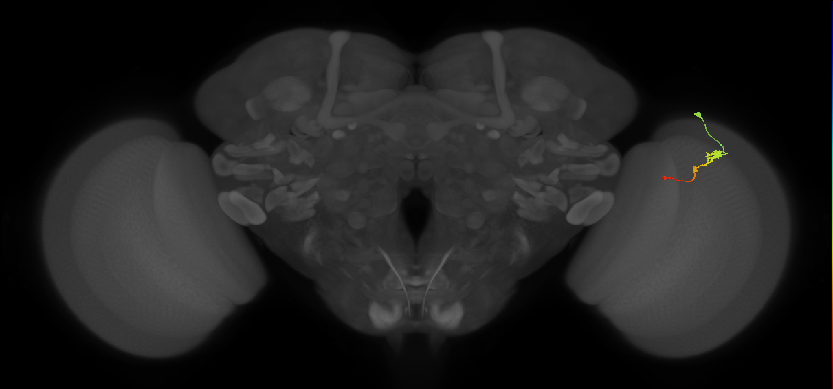 Tm2_R (MaleCNS:63754)