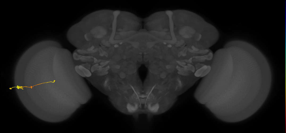 Tm2_L (MaleCNS:53605)