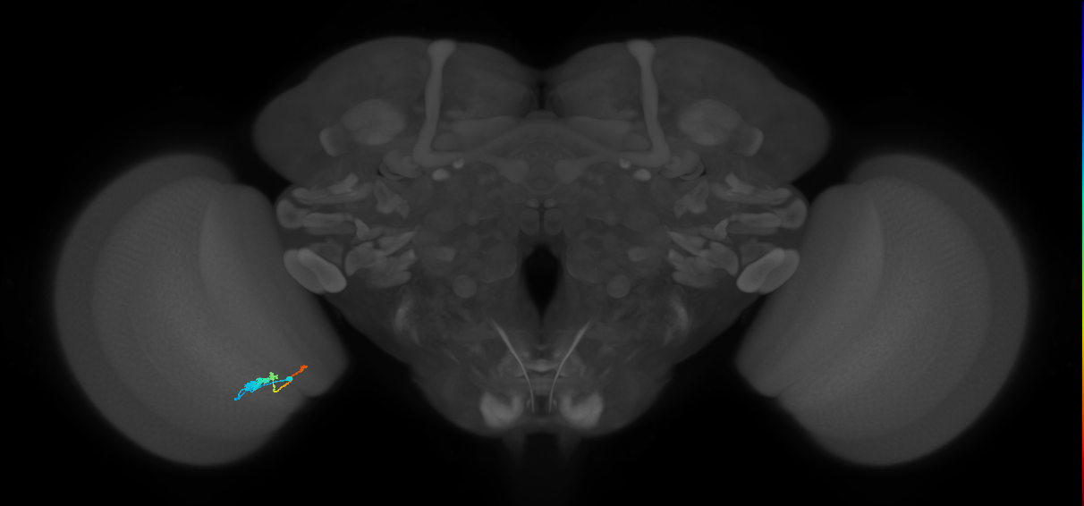 Tm2_L (MaleCNS:539273)