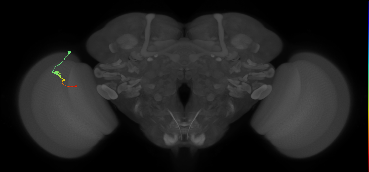Tm2_L (MaleCNS:512370)