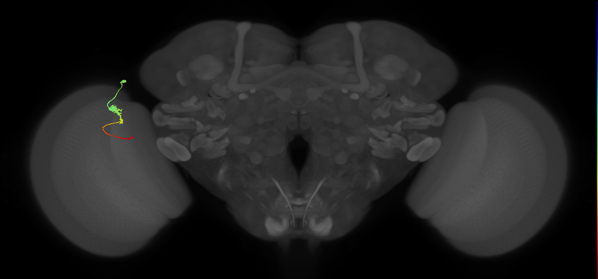 Tm2_L (MaleCNS:67994)