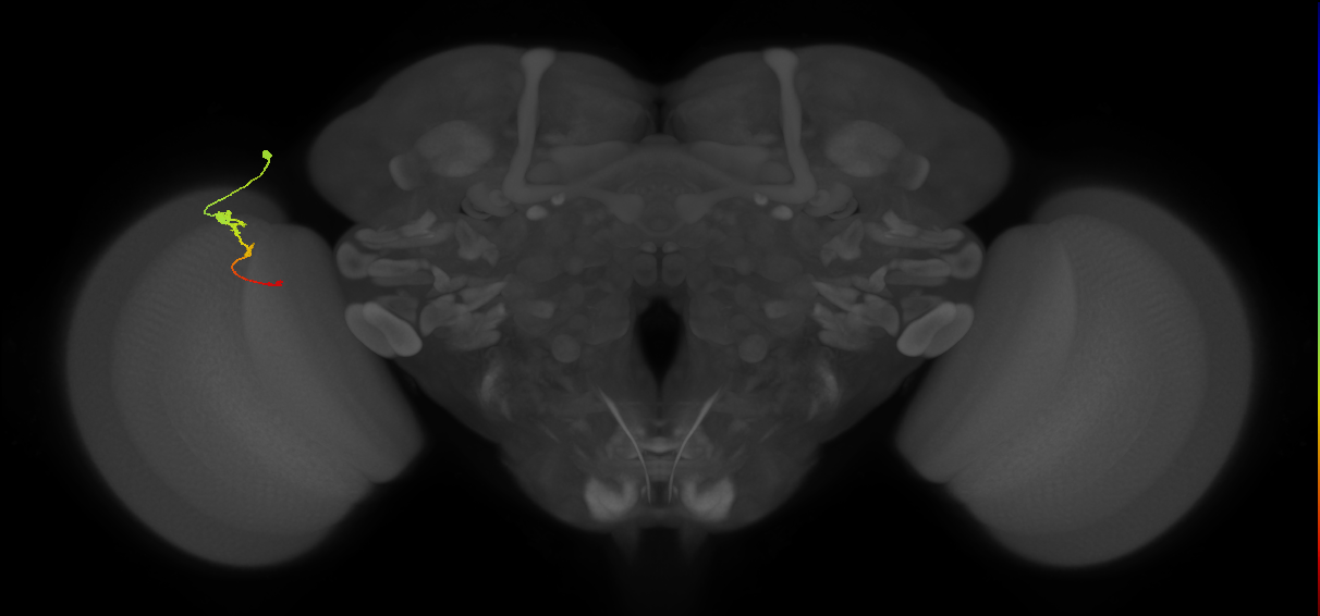 Tm2_L (MaleCNS:66855)