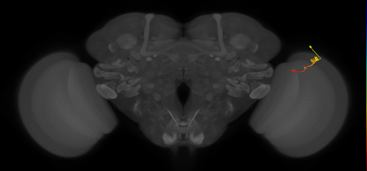 Tm2_R (MaleCNS:56044)