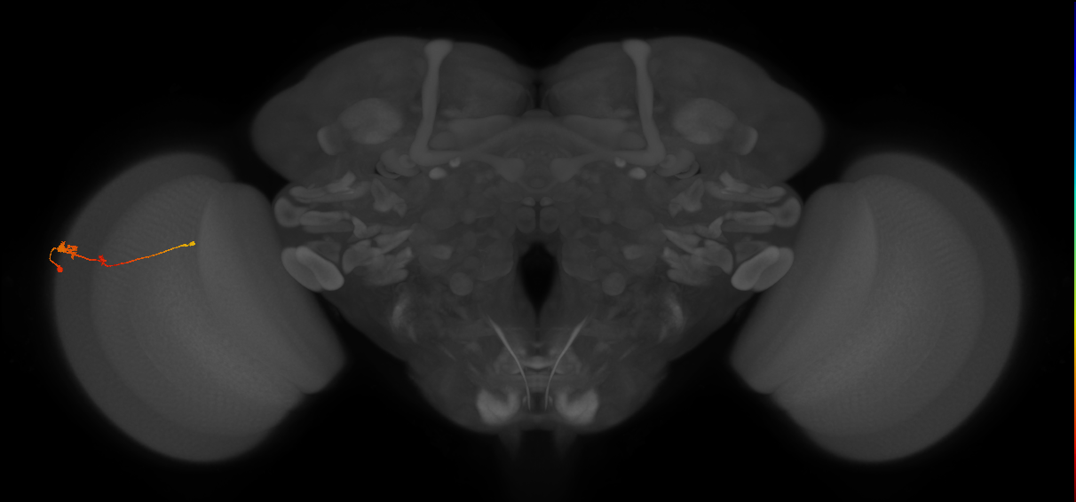 Tm2_L (MaleCNS:67315)