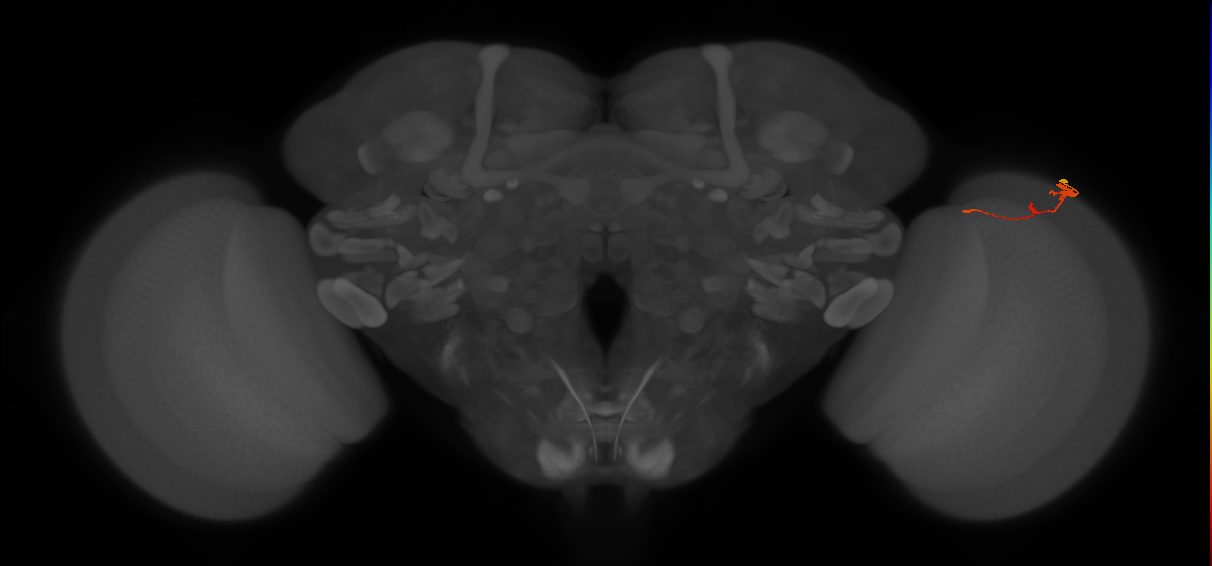 Tm2_R (MaleCNS:96809)