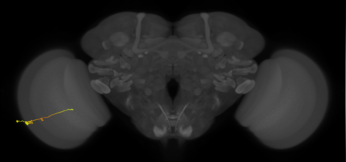 Tm2_L (MaleCNS:50341)