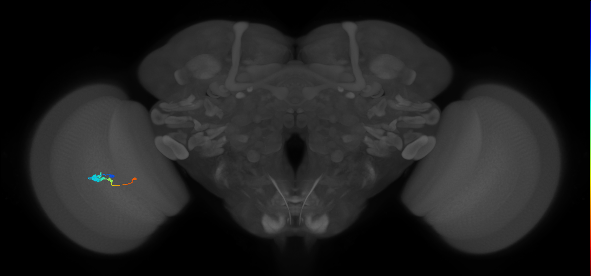 Tm2_L (MaleCNS:17479)