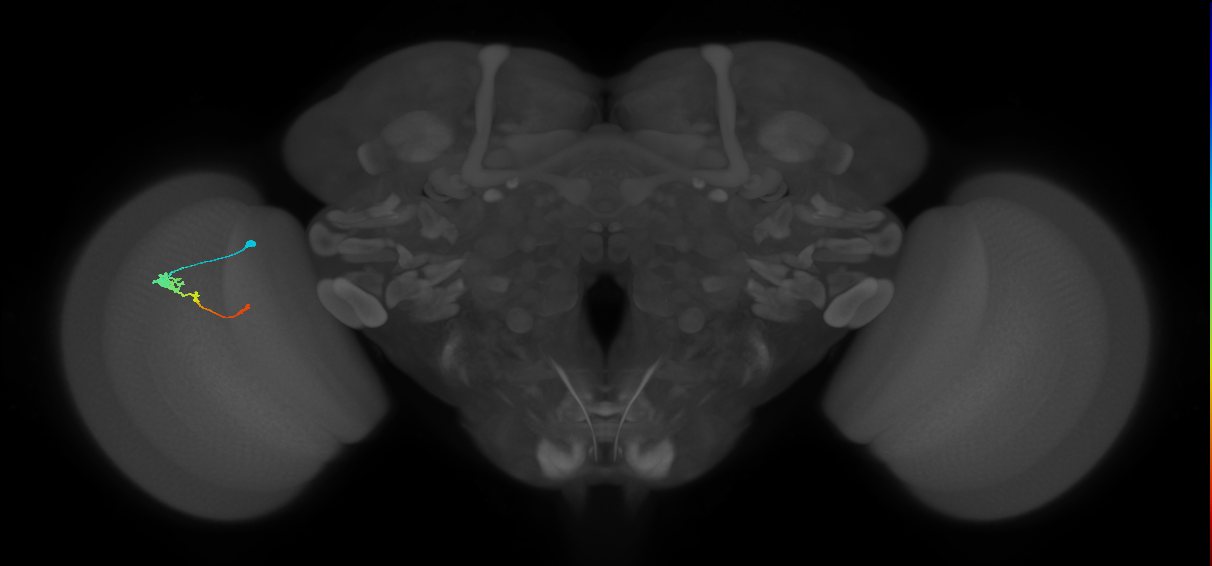 Tm2_L (MaleCNS:517952)