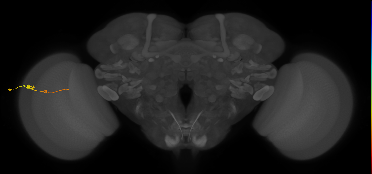 Tm2_L (MaleCNS:37395)