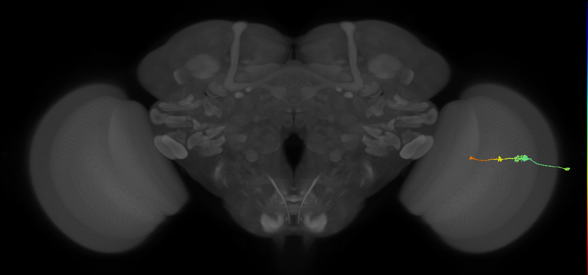 Tm2_R (MaleCNS:55217)