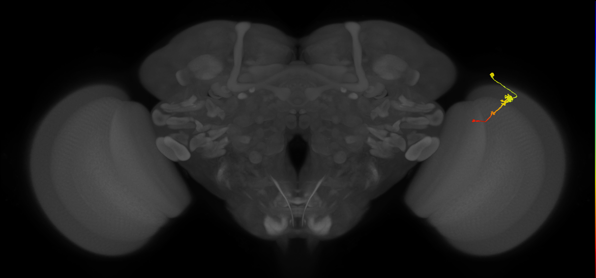 Tm2_R (MaleCNS:58770)