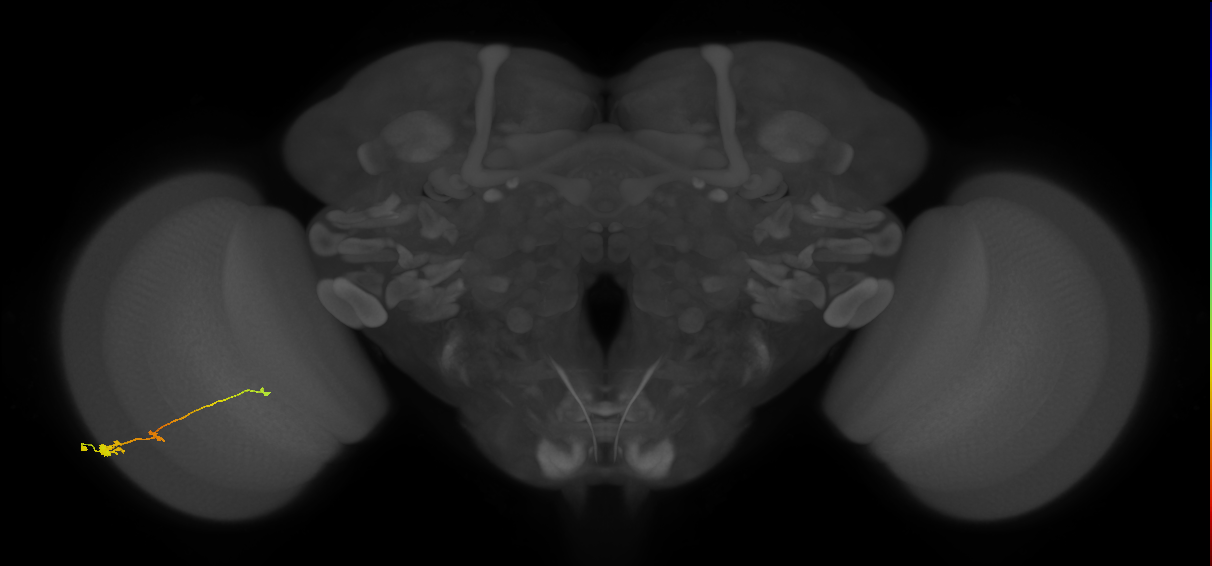 Tm2_L (MaleCNS:24673)