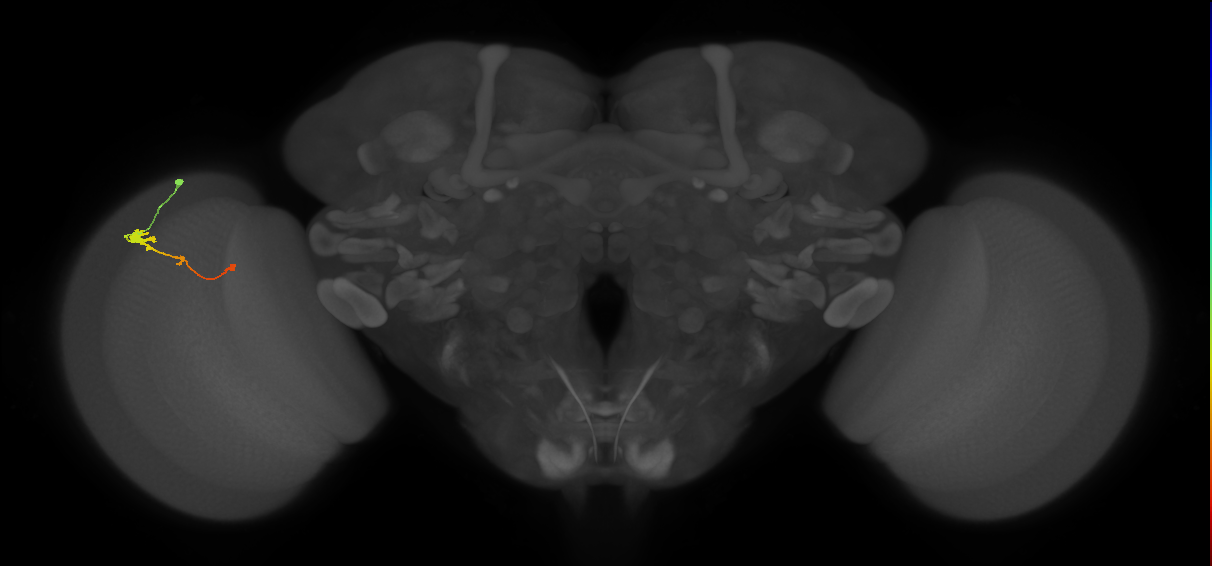 Tm2_L (MaleCNS:56598)