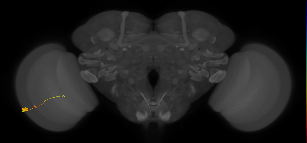 Tm2_L (MaleCNS:516526)
