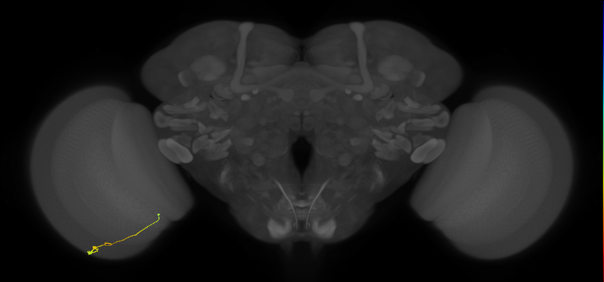 Tm2_L (MaleCNS:114267)