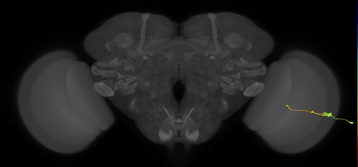 Tm2_R (MaleCNS:45468)
