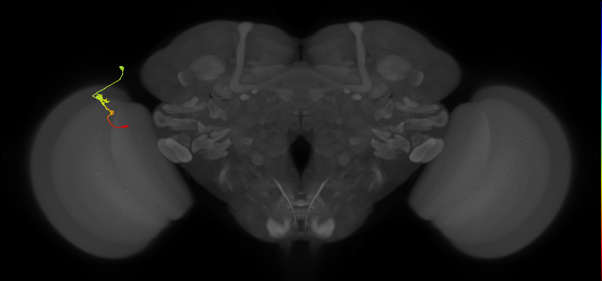 Tm2_L (MaleCNS:64041)