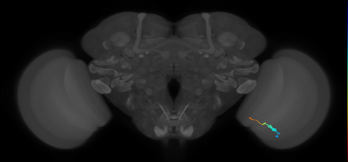 Tm2_R (MaleCNS:65591)
