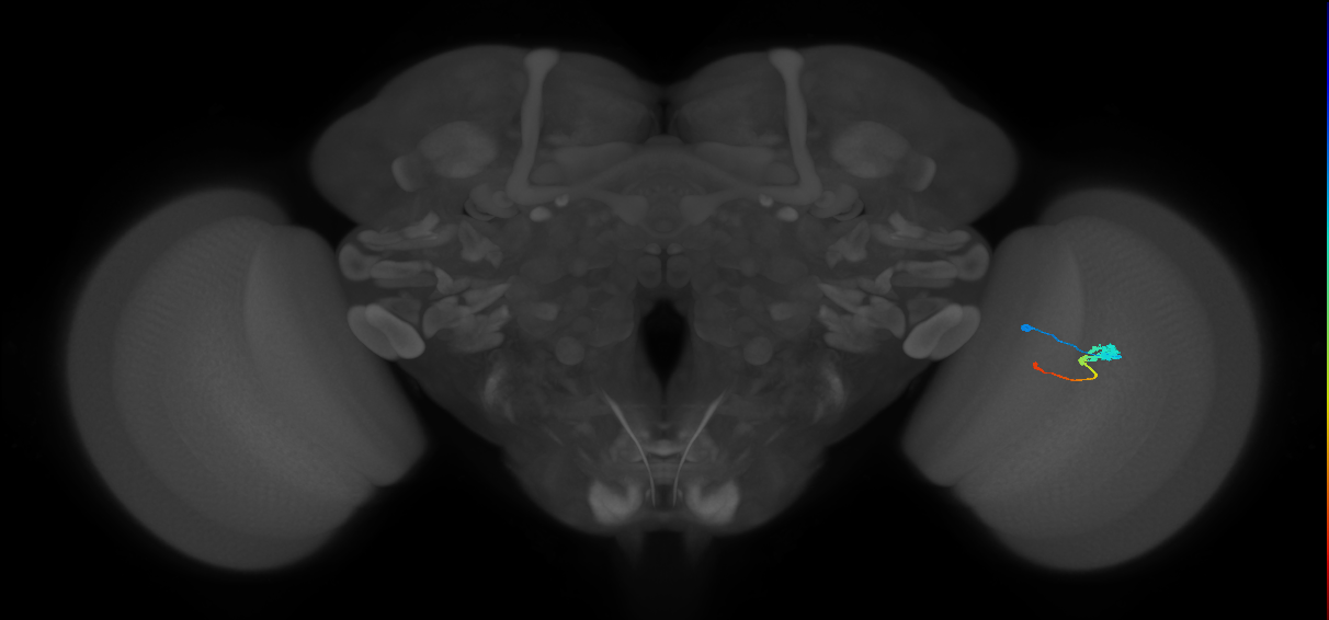 Tm2_R (MaleCNS:46357)