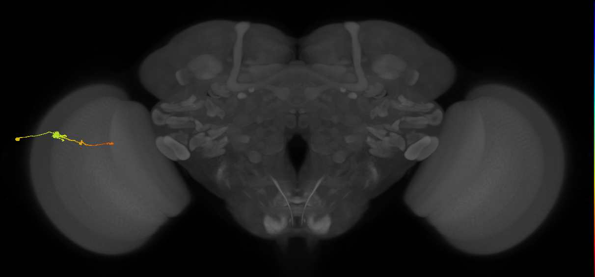 Tm2_L (MaleCNS:520546)