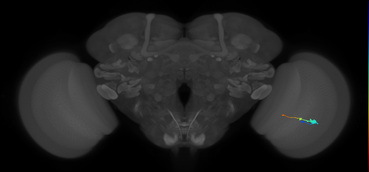 Tm2_R (MaleCNS:52712)