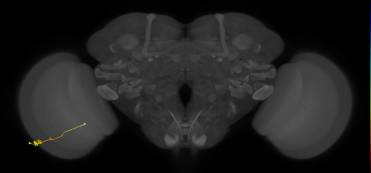 Tm2_L (MaleCNS:55956)