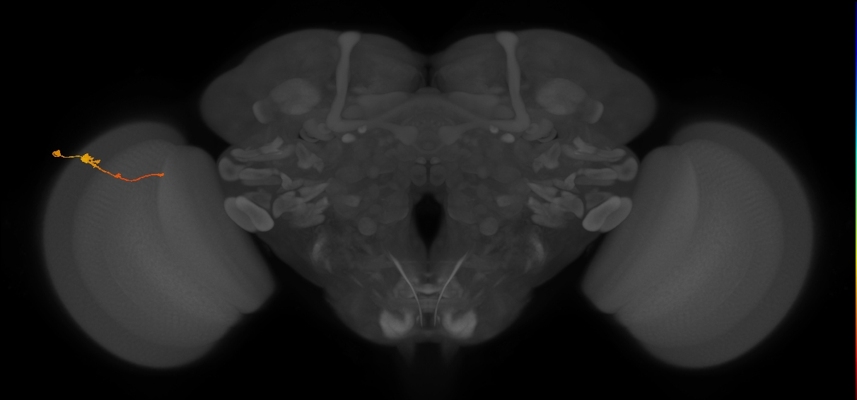 Tm2_L (MaleCNS:46040)