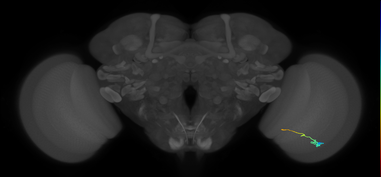 Tm2_R (MaleCNS:50998)