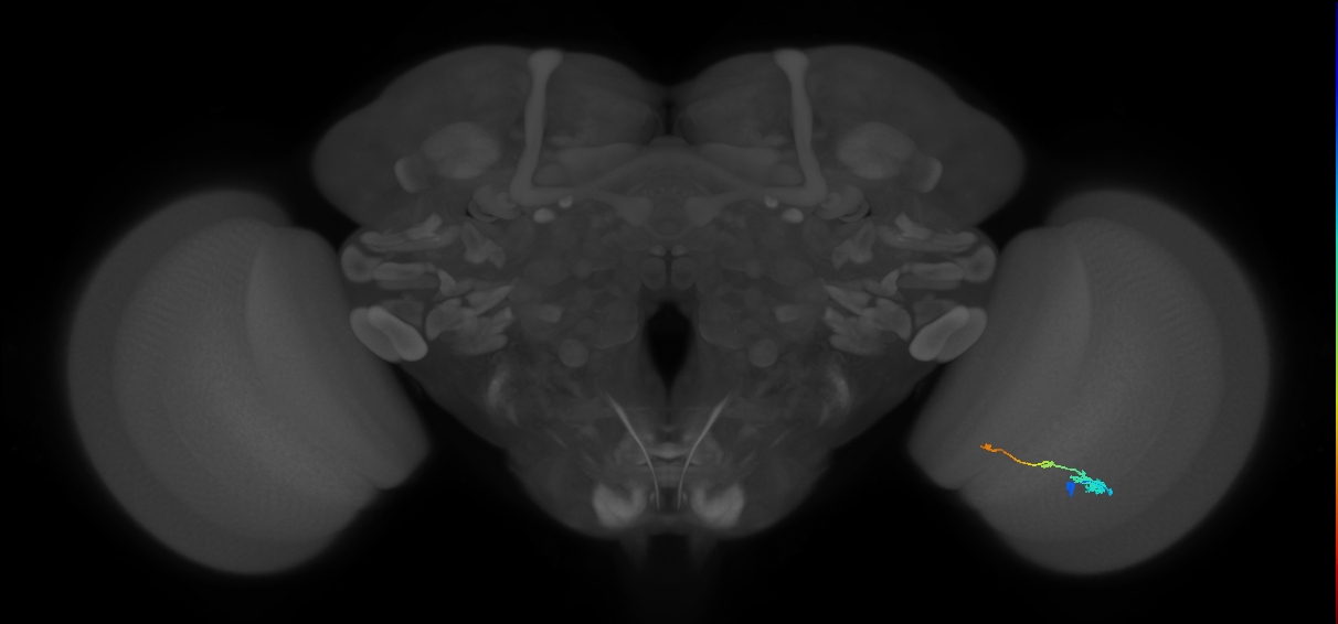Tm2_R (MaleCNS:56612)