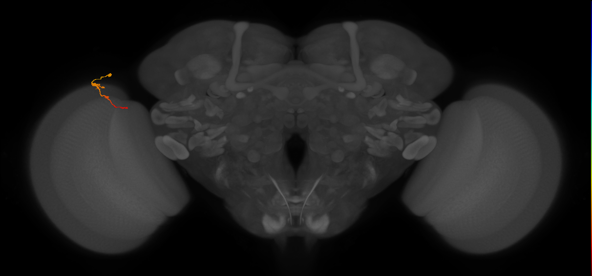 Tm2_L (MaleCNS:113751)