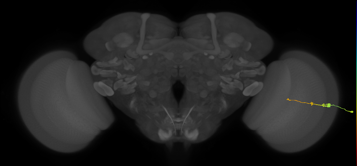 Tm2_R (MaleCNS:48916)
